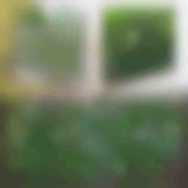 Dekorativna i praktična ograda za terasu i vrt | GREENFENCE