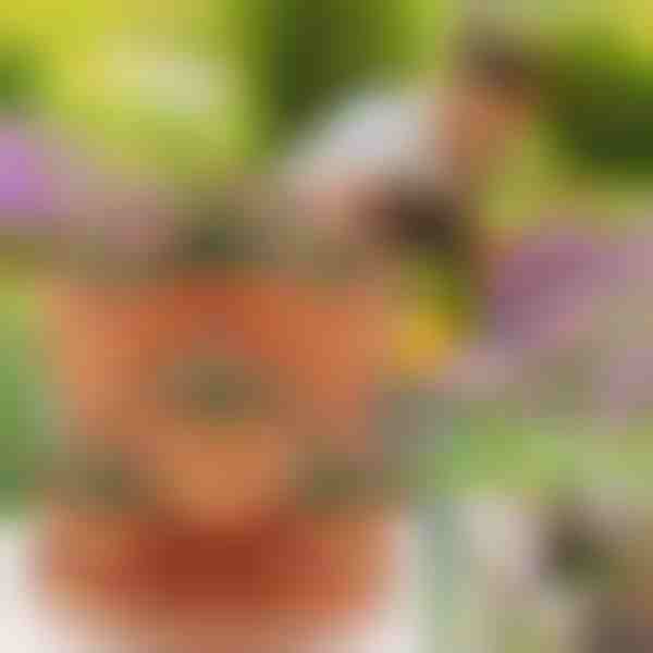 Teglice za cvijeće podesive visine | PLANTUP (3x komada)