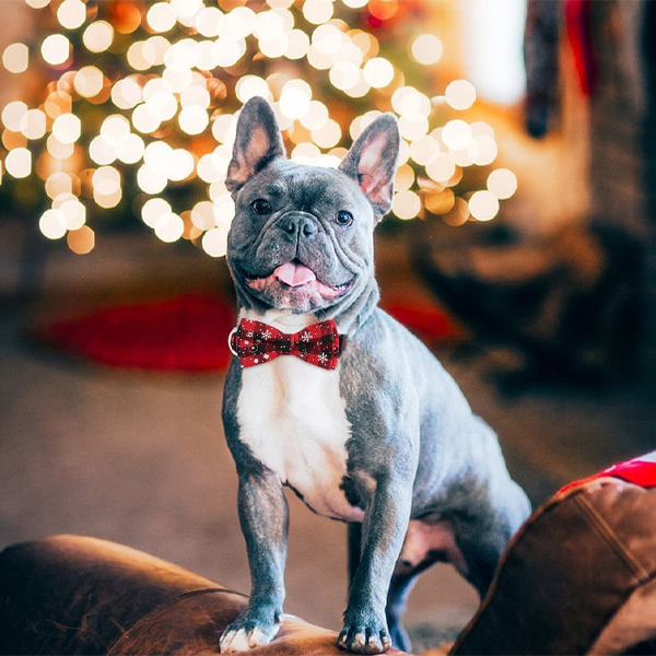 Svečana ogrlica za pse u obliku snježne pahulje | DOGICOLLAR